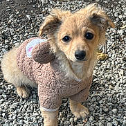 Grizzly joined the competition — help win amazing prizes! puppy, dog, brown_sweater, cute, outdoor, gravel, fur, pet, animal, small_dog, adorable, young_dog, looking_up, curious, fluffy, four_legs, ears, tail, canine, portrait