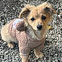 puppy, dog, brown_sweater, cute, outdoor, gravel, fur, pet, animal, small_dog, adorable, young_dog, looking_up, curious, fluffy, four_legs, ears, tail, canine, portrait