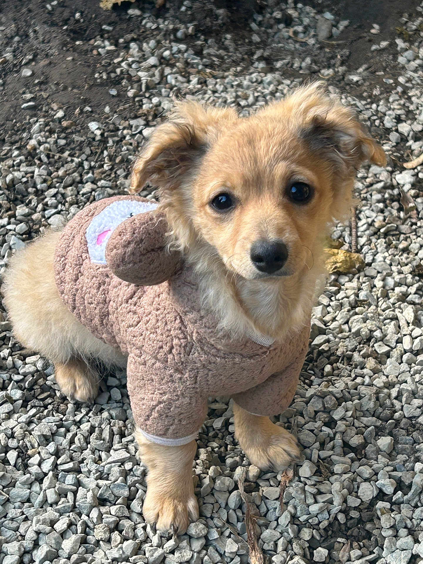 Grizzly joined the competition — help win amazing prizes! puppy, dog, brown_sweater, cute, outdoor, gravel, fur, pet, animal, small_dog, adorable, young_dog, looking_up, curious, fluffy, four_legs, ears, tail, canine, portrait