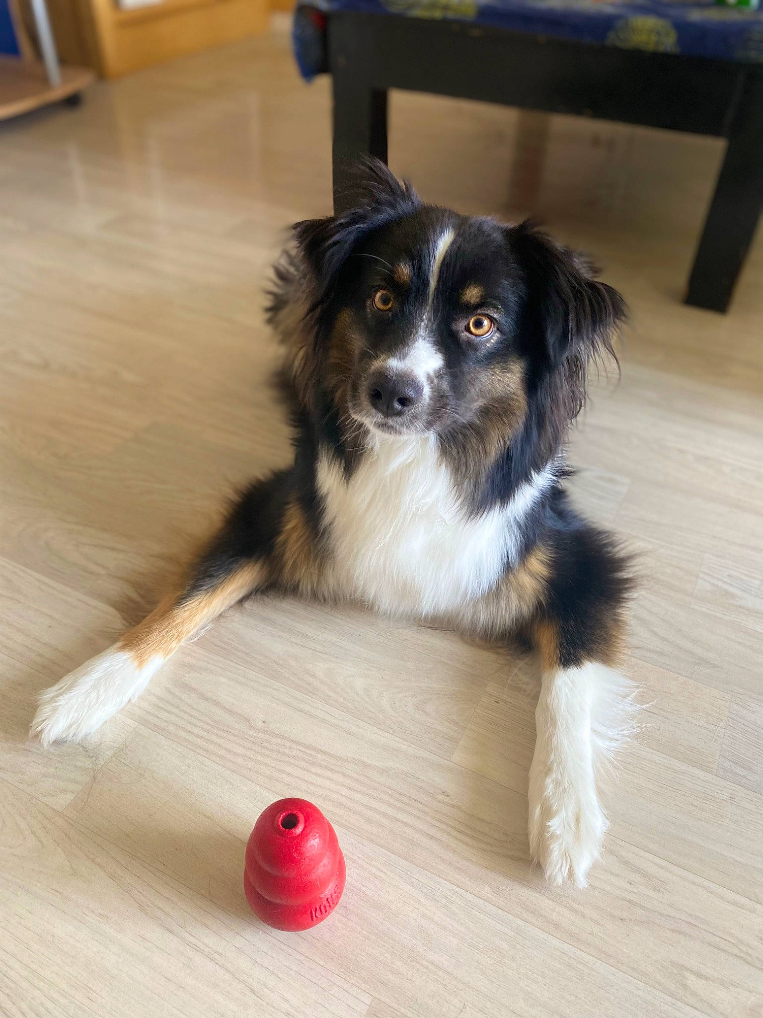 Plume participe au concours pour gagner de l'argent avec cette photo : canidae, carmine, carnivore, companion_dog, dog, dog_breed, floor, flooring, fur, hardwood, herding_dog, snout, sporting_group, sports_equipment, varnish, whiskers, wood, wood_flooring, wood_stain, working_dog