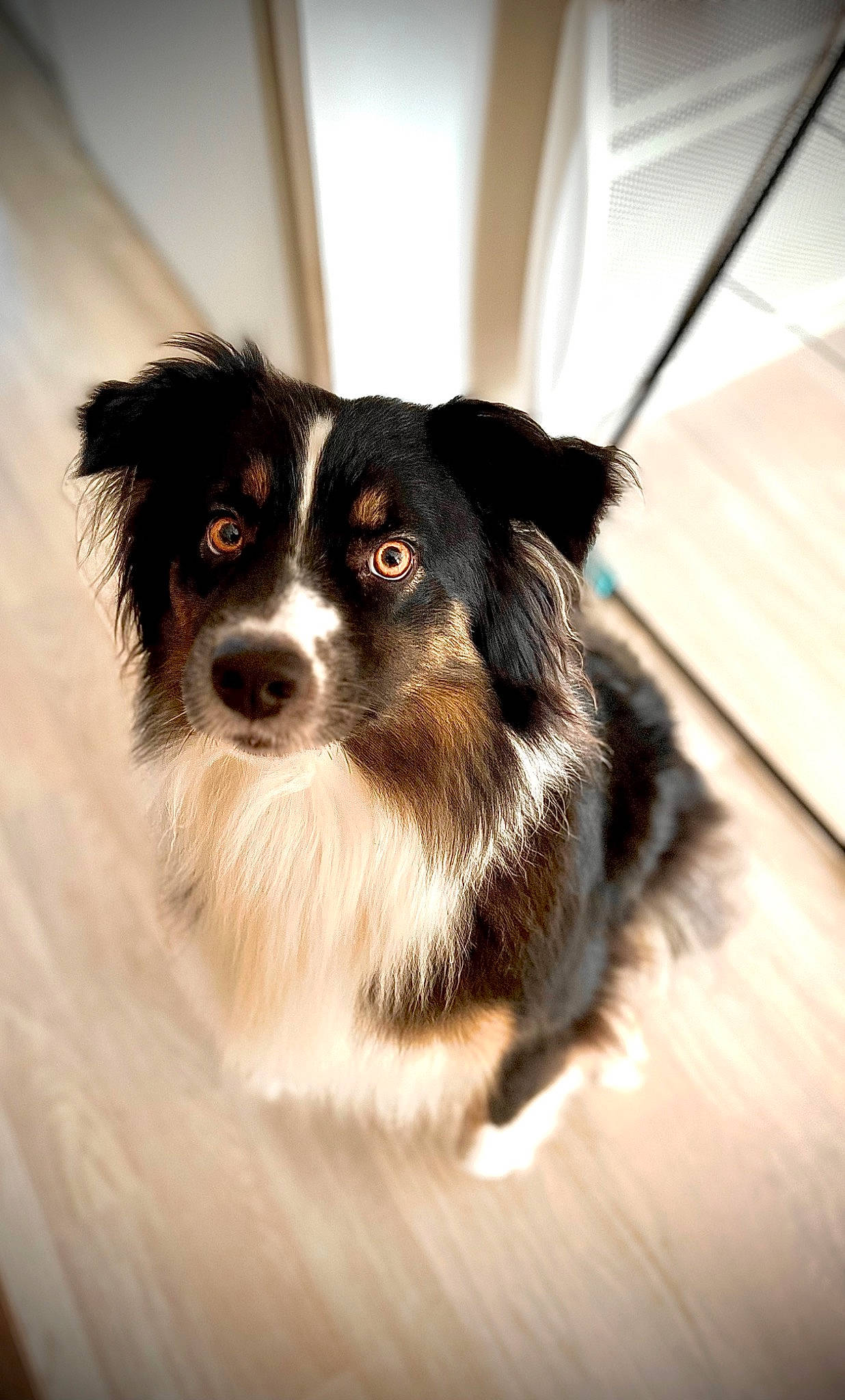 Plume a rejoint le concours — aidez-le/la à gagner de superbes lots ! canidae, carnivore, companion_dog, dog, dog_breed, fur, puppy, snout, sporting_group, toy_dog, whiskers, working_animal, working_dog