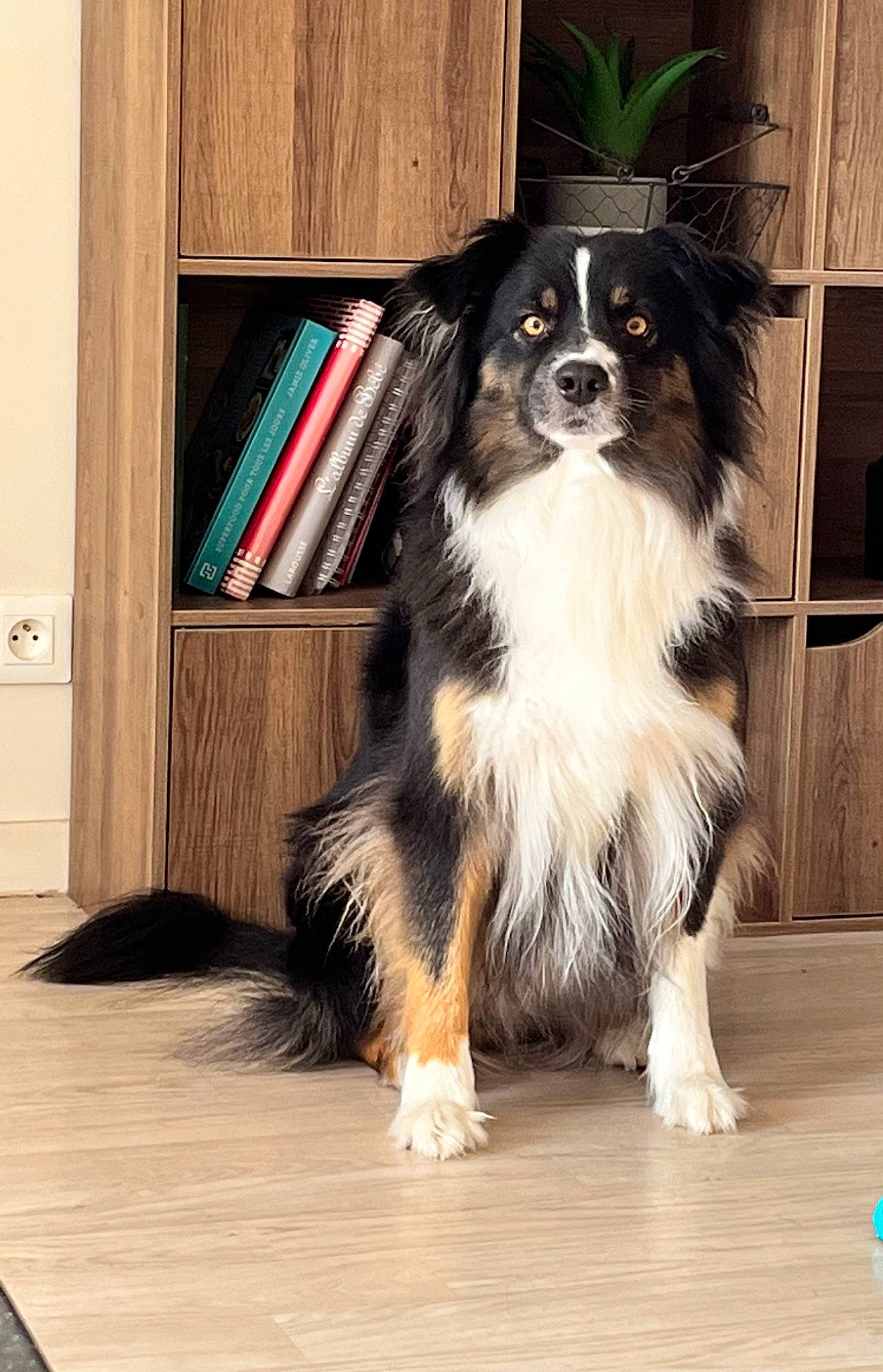 Plume a rejoint le concours — aidez-le/la à gagner de superbes lots ! book, bookcase, canidae, carnivore, companion_dog, dog, dog_breed, door, flooring, fur, hardwood, herding_dog, publication, snout, sporting_group, toy_dog, whiskers, wood, working_animal, working_dog