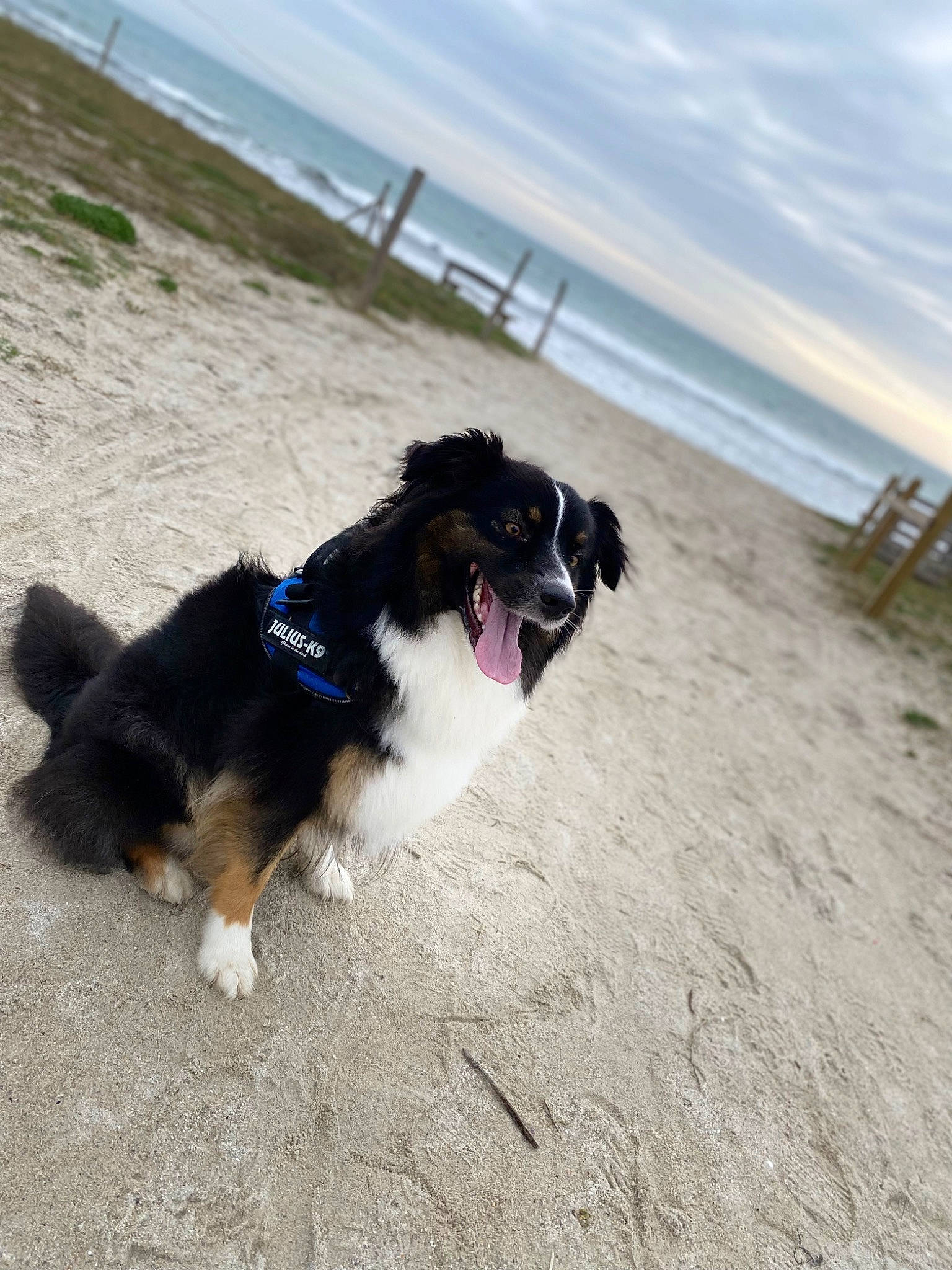 Plume participe au concours pour gagner de l'argent avec cette photo : beach, border_collie, canidae, carnivore, cloud, collar, companion_dog, dog, dog_breed, dog_collar, electric_blue, herding_dog, horizon, landscape, ocean, pet_supply, plant, sky, snout, water