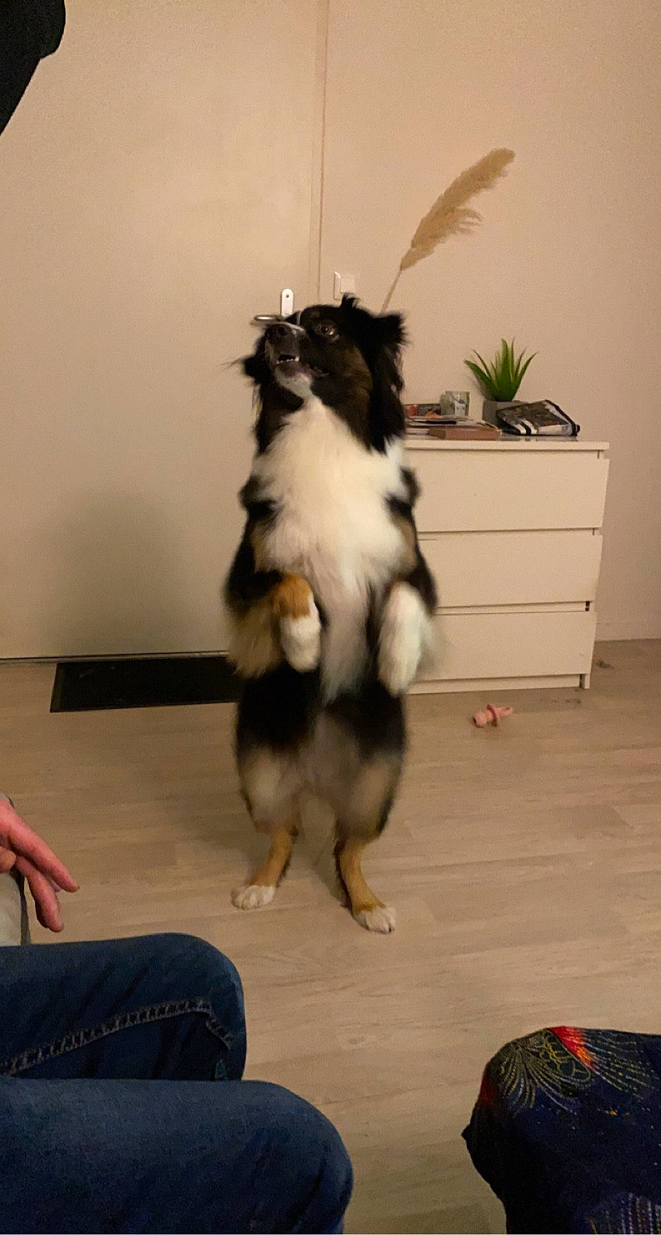 Plume participe au concours pour gagner de l'argent avec cette photo : canidae, carnivore, collie, companion_dog, dog, dog_breed, felidae, floor, flooring, flowerpot, fur, hardwood, herding_dog, houseplant, plant, small_to_medium_sized_cats, sporting_group, tail, whiskers, wood