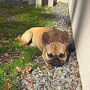 Alto participe au concours pour gagner de l'argent avec cette photo : dog, french_bulldog, grass, rocks, outdoor, sunlight, wall, leaves, pet, animal, resting, brown, short_hair, ears, face, paw, nature, shade, ground, small_rocks
