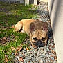 dog, french_bulldog, grass, rocks, outdoor, sunlight, wall, leaves, pet, animal, resting, brown, short_hair, ears, face, paw, nature, shade, ground, small_rocks