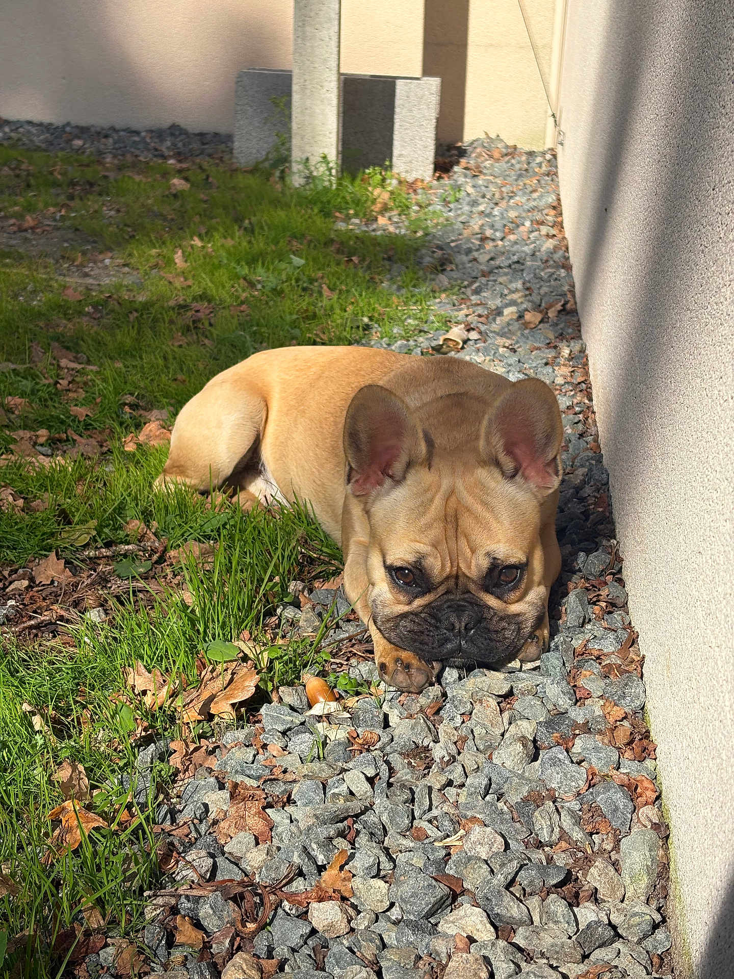 Alto participe au concours pour gagner de l'argent avec cette photo : dog, french_bulldog, grass, rocks, outdoor, sunlight, wall, leaves, pet, animal, resting, brown, short_hair, ears, face, paw, nature, shade, ground, small_rocks