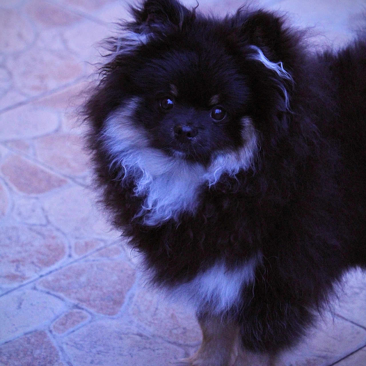 Asta participe au concours pour gagner de l'argent avec cette photo : puppy, dog, black_and_white, fluffy, small_dog, long_hair, sitting, portrait, pet, animal, canine, cute, adorable, looking_at_camera, dark_fur, white_chest, white_paws, tiled_floor, outdoor, photography