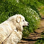 Naboo a rejoint le concours — aidez-le/la à gagner de superbes lots ! dog, white_dog, fluffy, outdoor, nature, grass, wildflowers, path, sunny, daylight, animal, pet, leash, side_view, walking, scenic, greenery, summer, peaceful, canine