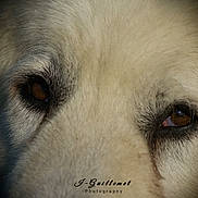 Naboo a rejoint le concours — aidez-le/la à gagner de superbes lots ! dog, close_up, eyes, fur, animal, pet, portrait, nature, mammal, whiskers, expression, soft_light, texture, canine, face, focus, brown_eyes, macro, detail, photography