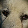 dog, close_up, eyes, fur, animal, pet, portrait, nature, mammal, whiskers, expression, soft_light, texture, canine, face, focus, brown_eyes, macro, detail, photography
