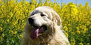 Naboo a rejoint le concours — aidez-le/la à gagner de superbes lots ! dog, fluffy, tongue_out, yellow_flowers, flower_field, outdoor, nature, sunny, summer, canine, pet, happy, animal, fur, closeup, blue_sky, greenery, mammal, portrait, daytime