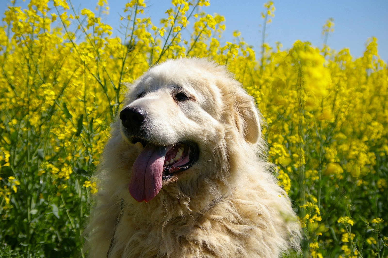 Naboo a rejoint le concours — aidez-le/la à gagner de superbes lots ! dog, fluffy, tongue_out, yellow_flowers, flower_field, outdoor, nature, sunny, summer, canine, pet, happy, animal, fur, closeup, blue_sky, greenery, mammal, portrait, daytime