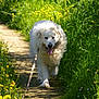Naboo participe au concours pour gagner de l'argent avec cette photo : dog, white_dog, walking, path, leash, grass, wildflowers, yellow_flowers, outdoor, nature, sunlight, happy, tongue_out, fluffy, canine, summer, greenery, trail, pets, daytime