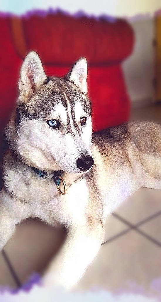 Aïka participe au concours pour gagner de l'argent avec cette photo : alaskan_malamute, canidae, carnivore, dog, dog_breed, jamthund, mammal, native_american_indian_dog, northern_inuit_dog, norwegian_elkhound, nose, saarloos_wolfdog, sakhalin_husky, seppala_siberian_sleddog, siberian_husky, sled_dog, snout, tamaskan_dog, vertebrate, wolfdog
