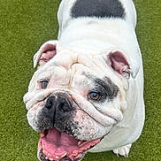 Flossie joined the competition — help win amazing prizes! animal, black_markings, bulldog, canine, close_up, dog, english_bulldog, funny_expression, grass, happy, lawn, looking_up, open_mouth, outdoor, pet, pink_tongue, portrait, standing, white_fur, wrinkles
