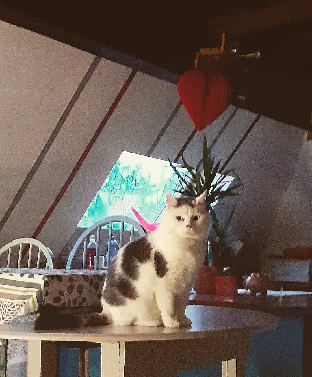 Sumo participe au concours pour gagner de l'argent avec cette photo : carnivore, cat, ceiling, chair, desk, felidae, flowerpot, furniture, houseplant, interior_design, lamp, plant, small_to_medium_sized_cats, table, tail, tints_and_shades, tree, whiskers, window, wood