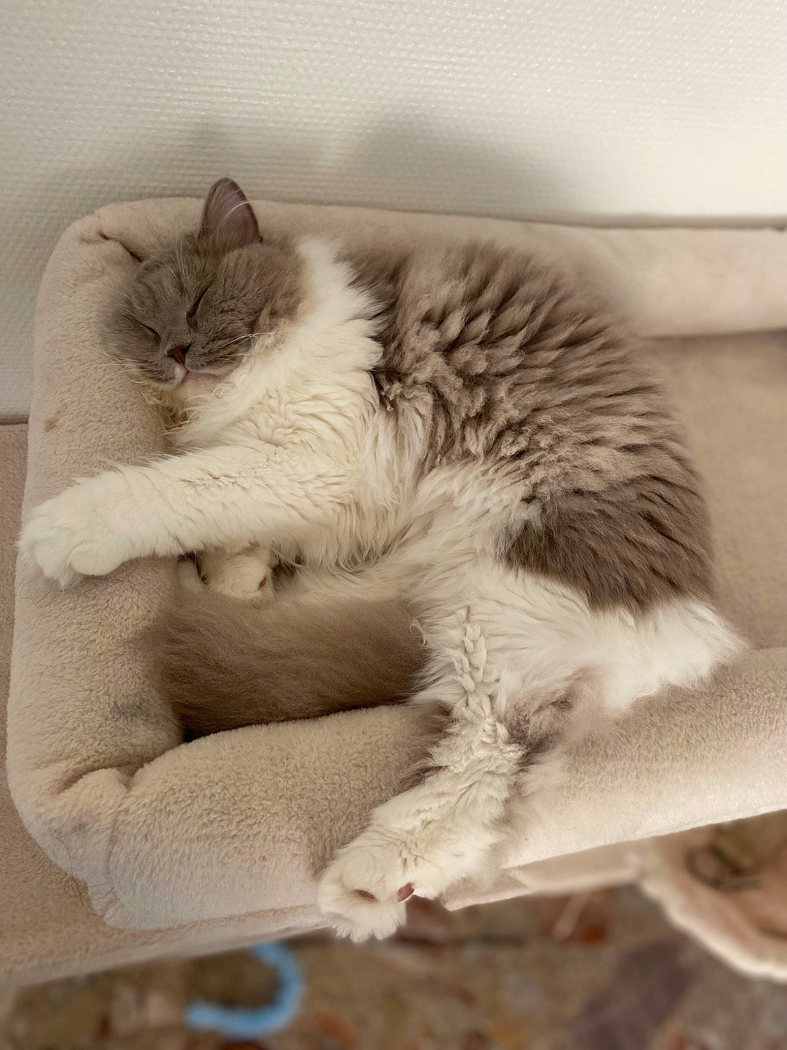 Duchesse participe au concours pour gagner de l'argent avec cette photo : british_longhair, carnivore, cat, claw, comfort, domestic_short_haired_cat, fawn, felidae, fur, grey, monochrome_photography, nap, paw, ragdoll, sleep, small_to_medium_sized_cats, snout, tail, terrestrial_animal, whiskers