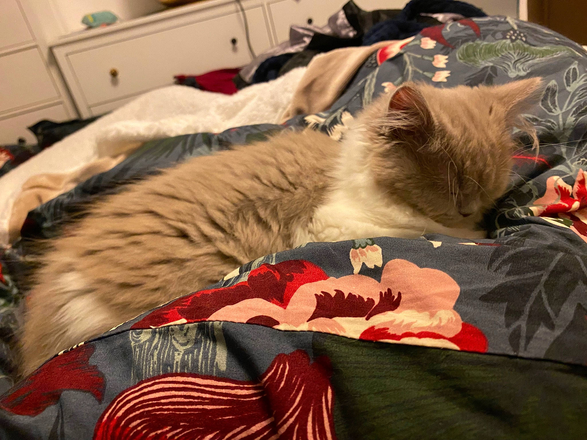 Duchesse participe au concours pour gagner de l'argent avec cette photo : cabinetry, carnivore, cat, comfort, couch, domestic_short_haired_cat, drawer, fawn, felidae, fur, grey, kitchen_appliance, linens, mammal, nap, paw, small_to_medium_sized_cats, snout, tail, whiskers