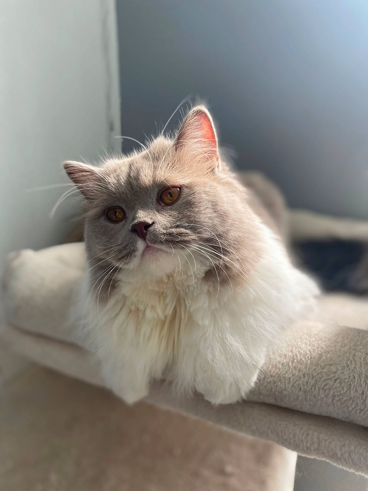 Duchesse participe au concours pour gagner de l'argent avec cette photo : carnivore, cat, claw, comfort, domestic_short_haired_cat, eye, fawn, felidae, fur, paw, sitting, small_to_medium_sized_cats, snout, tail, terrestrial_animal, whiskers