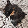Bonnie a rejoint le concours — aidez-le/la à gagner de superbes lots ! kitten, cat, sleeping, calico, fur, whiskers, ears, blanket, cozy, soft, nap, cute, pet, animal, indoor, closeup, texture, relaxing, resting, feline