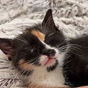 Bonnie a rejoint le concours — aidez-le/la à gagner de superbes lots ! kitten, calico, sleeping, cat, feline, whiskers, fur, closeup, pet, cozy, blanket, soft, resting, tattoo, arm, relaxation, cute, indoor, animal, companion