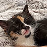 kitten, calico, sleeping, cat, feline, whiskers, fur, closeup, pet, cozy, blanket, soft, resting, tattoo, arm, relaxation, cute, indoor, animal, companion