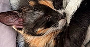 Bonnie participe au concours pour gagner de l'argent avec cette photo : kitten, cat, sleeping, tortoiseshell, fur, whiskers, blanket, cozy, snuggled, soft, resting, cute, pet, animal, indoor, closeup, warm, relaxing, fur_pattern, sleep