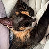 kitten, cat, sleeping, tortoiseshell, fur, whiskers, blanket, cozy, snuggled, soft, resting, cute, pet, animal, indoor, closeup, warm, relaxing, fur_pattern, sleep