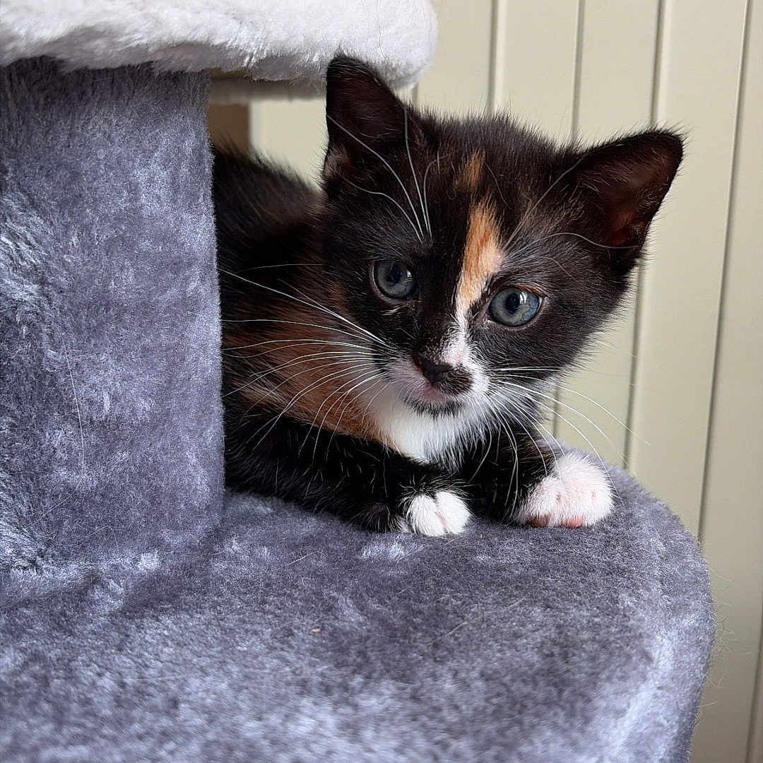 Bonnie a rejoint le concours — aidez-le/la à gagner de superbes lots ! kitten, cat, calico, cat_tree, feline, pet, indoor, cozy, curious, soft_texture, plush, whiskers, paws, fur, animal, close_up, home, wall, radiator, resting