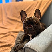 Tao participe au concours pour gagner de l'argent avec cette photo : armrest, blanket, bokeh, brown_blanket, closeup, couch, dog, ears, french_bulldog, furniture, indoor, looking_at_camera, nose, paws, pet, portrait, relaxed, shallow_depth_of_field, sofa, whiskers