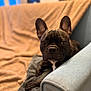 armrest, blanket, bokeh, brown_blanket, closeup, couch, dog, ears, french_bulldog, furniture, indoor, looking_at_camera, nose, paws, pet, portrait, relaxed, shallow_depth_of_field, sofa, whiskers