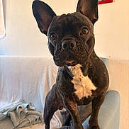Tao participe au concours pour gagner de l'argent avec cette photo : dog, french_bulldog, pet, indoor, armchair, blanket, couch, wall, framed_photo, curious, brown_eyes, ears, fur, white_chest, animal, looking, standing, cozy, home, living_room