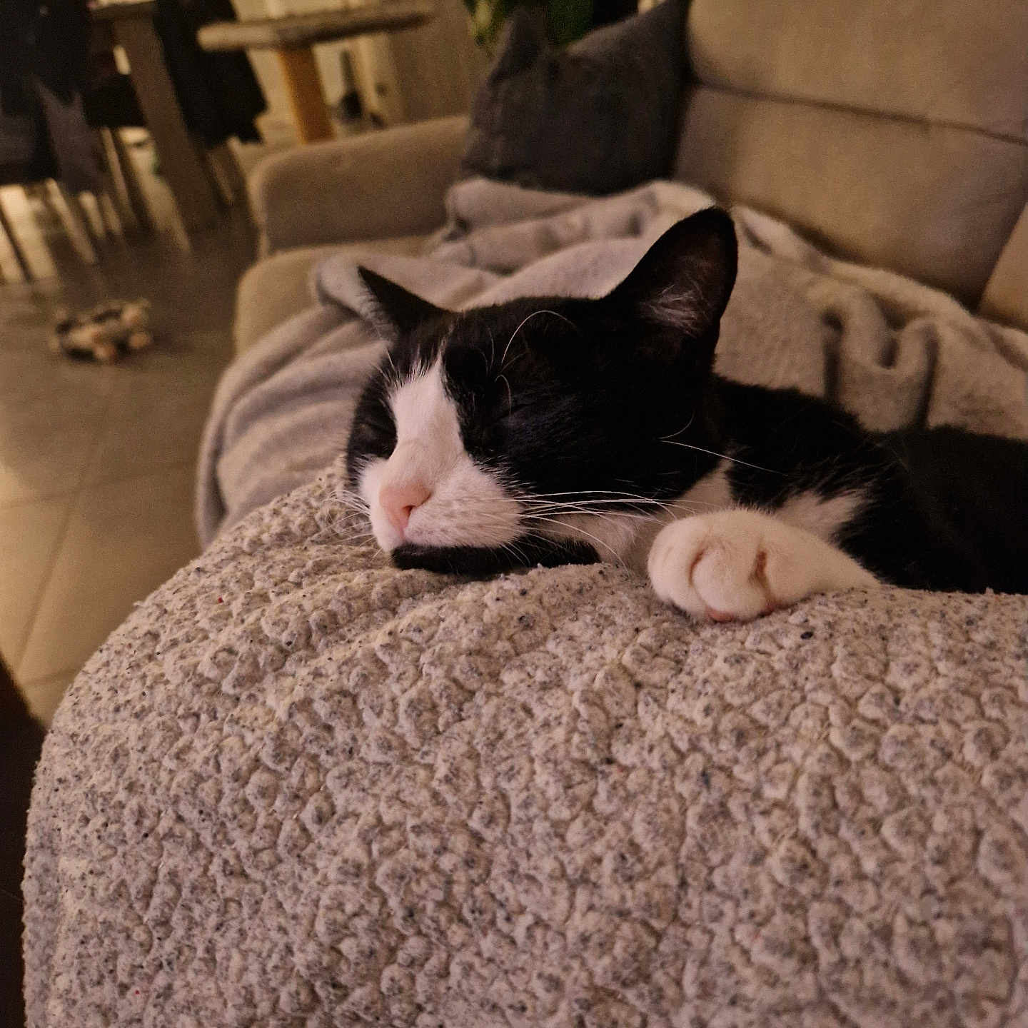 Nami a rejoint le concours — aidez-le/la à gagner de superbes lots ! black_and_white, blanket, cat, comfy, couch, cozy, cute, domestic_animal, furniture, home, indoor, living_room, paw, pet, plant, relaxation, resting, sleeping, soft_texture, whiskers