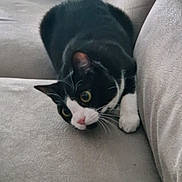 Nami participe au concours pour gagner de l'argent avec cette photo : cat, black_and_white, curious, wide_eyes, whiskers, nose, paws, couch, furniture, indoor, pet, animal, feline, soft_texture, close_up, resting, cozy, alert, playful