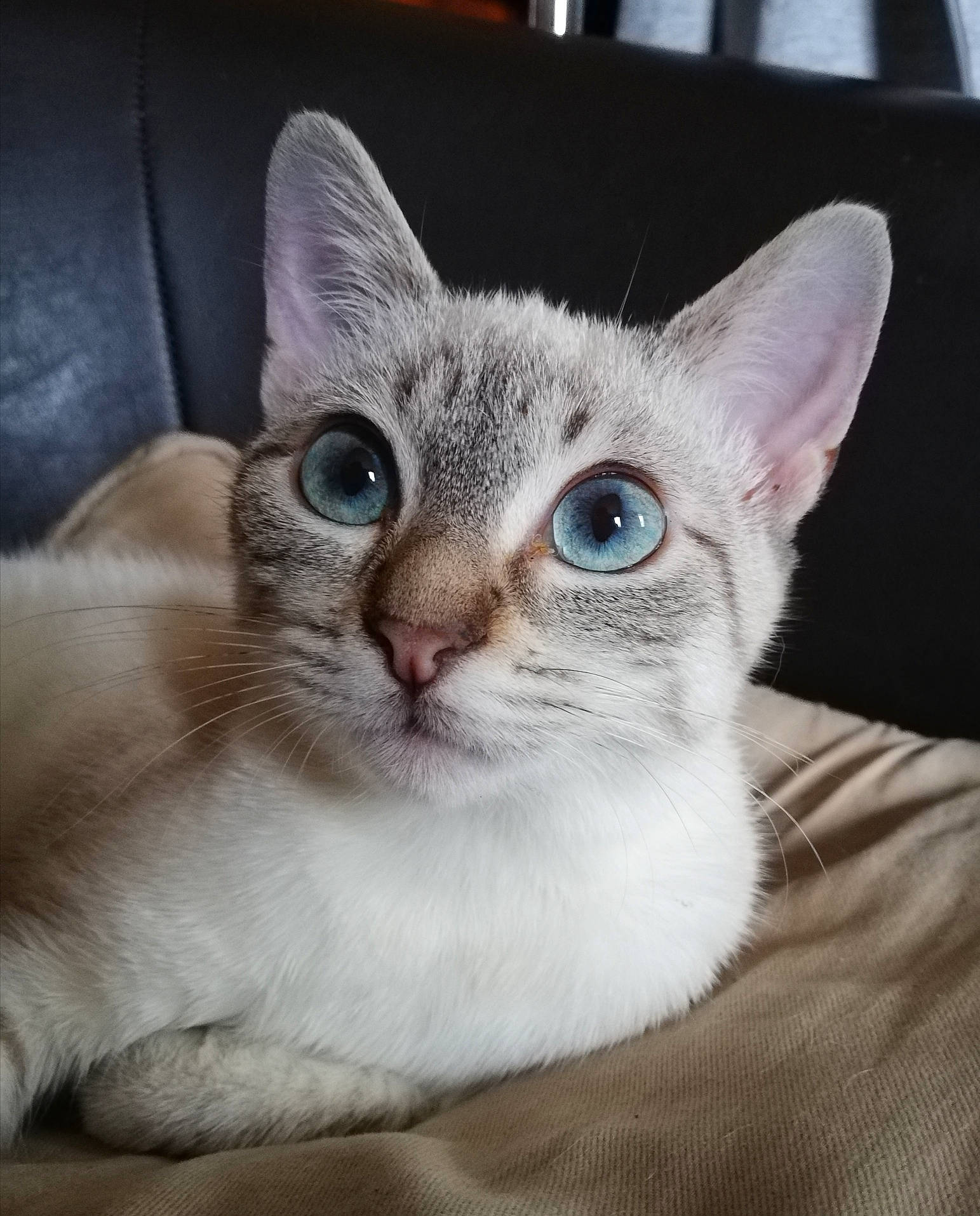 Coquillette a rejoint le concours — aidez-le/la à gagner de superbes lots ! aegean_cat, asian, australian_mist, burmilla, carnivore, cat, colorpoint_shorthair, domestic_short_haired_cat, ear, eye, felidae, kitten, mammal, singapura, small_to_medium_sized_cats, tabby_cat, thai, tonkinese, vertebrate, whiskers