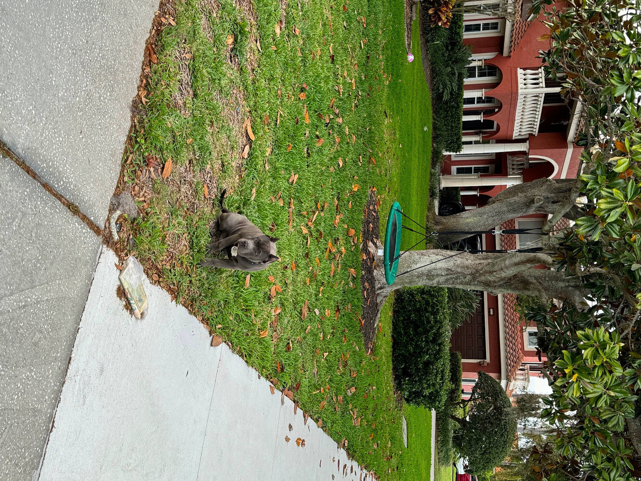 Bullet joined the competition — help win amazing prizes! asphalt, building, facade, flooring, flower, grass, groundcover, house, landscape, landscaping, leisure, neighbourhood, plant, road_surface, roof, shrub, sidewalk, tree, urban_design, window