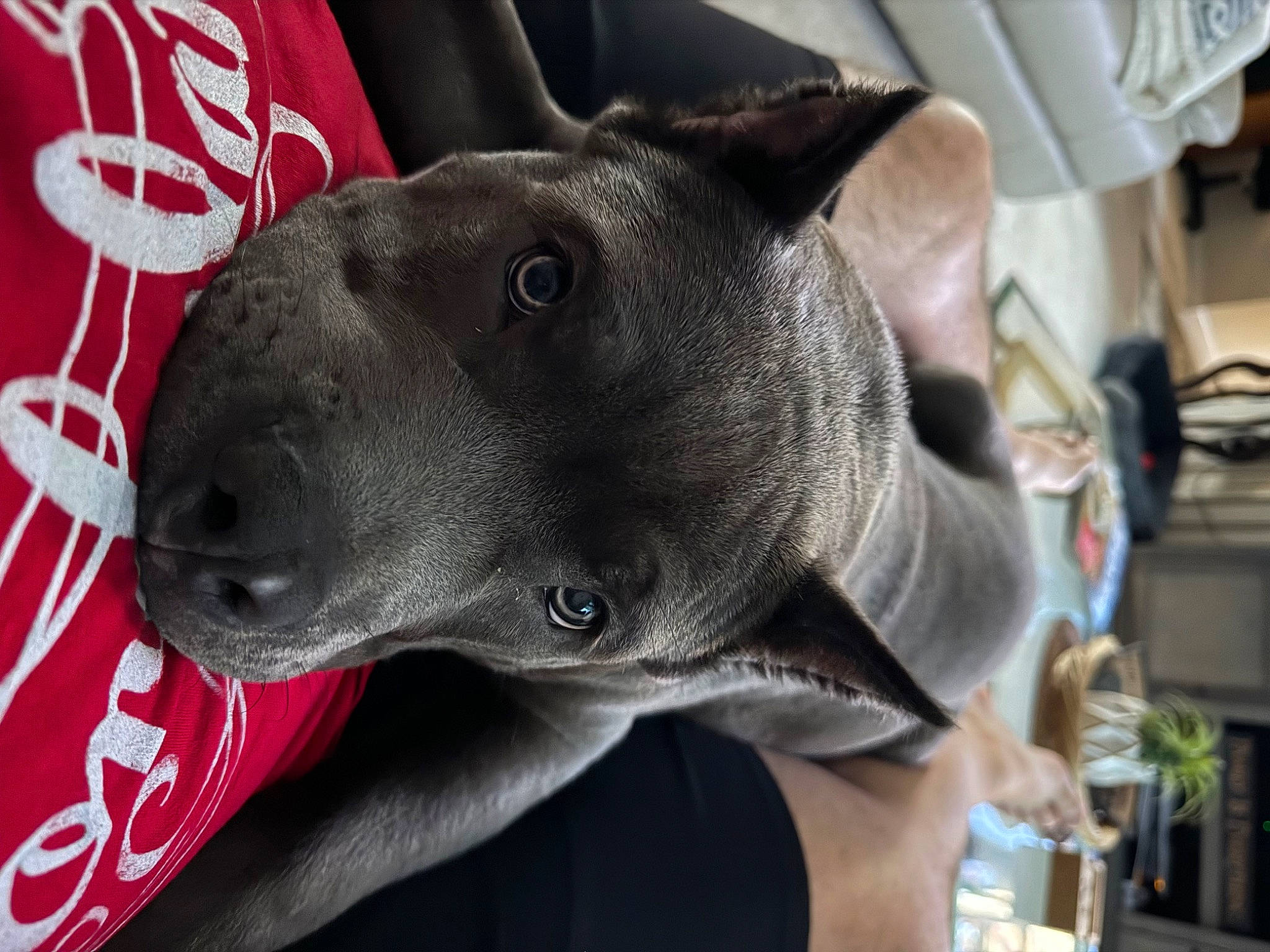 Bullet is registered to the contest to win money with this photo: bicycle, canidae, carmine, carnivore, collar, comfort, companion_dog, dog, dog_breed, ear, fashion_accessory, fawn, grey, logo, non_sporting_group, sculpture, snout, sporting_group, whiskers, working_animal