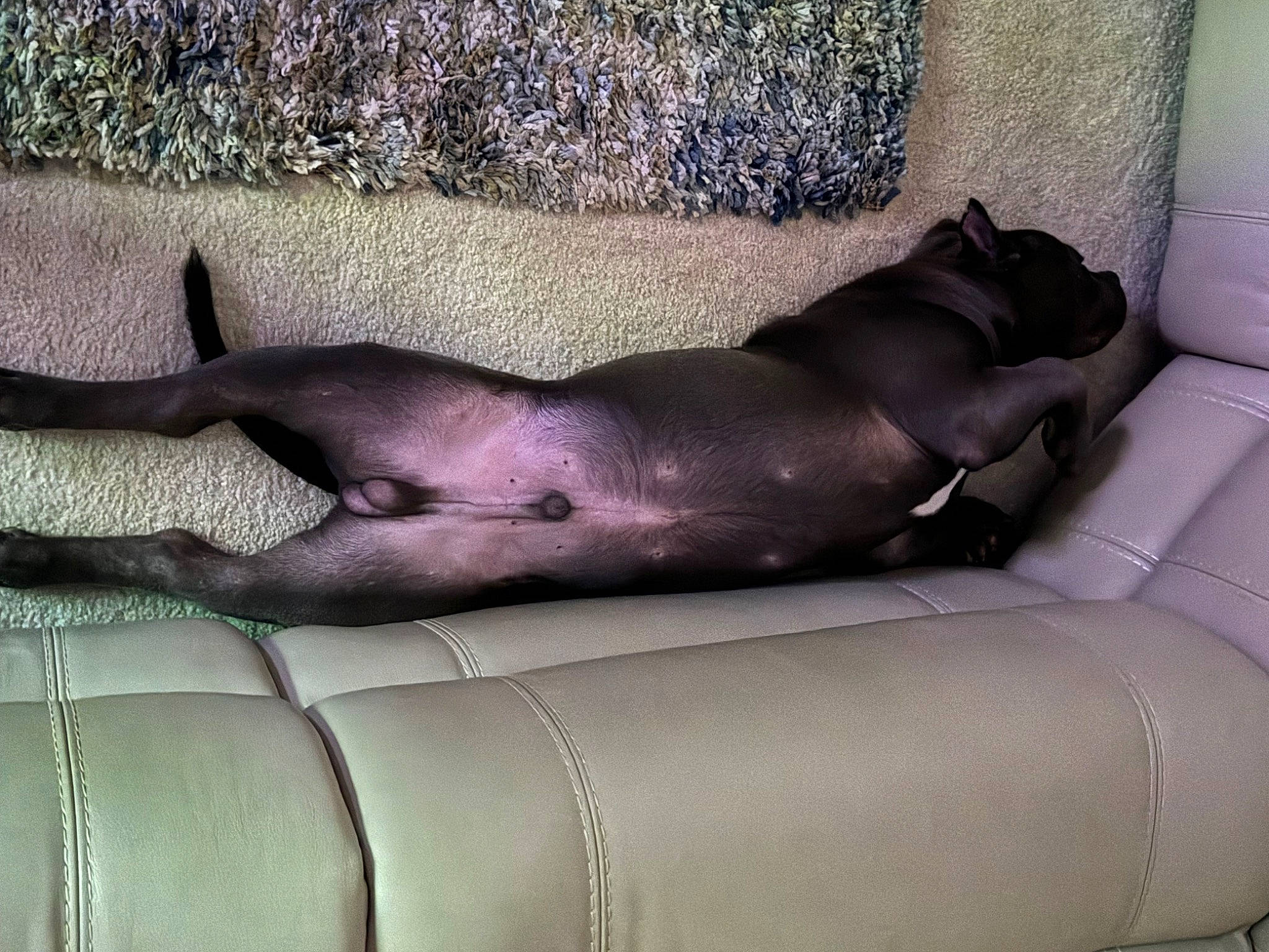 Bullet is registered to the contest to win money with this photo: carnivore, comfort, dog_breed, fawn, liver, marine_mammal, snout, terrestrial_animal, vertebrate, windshield