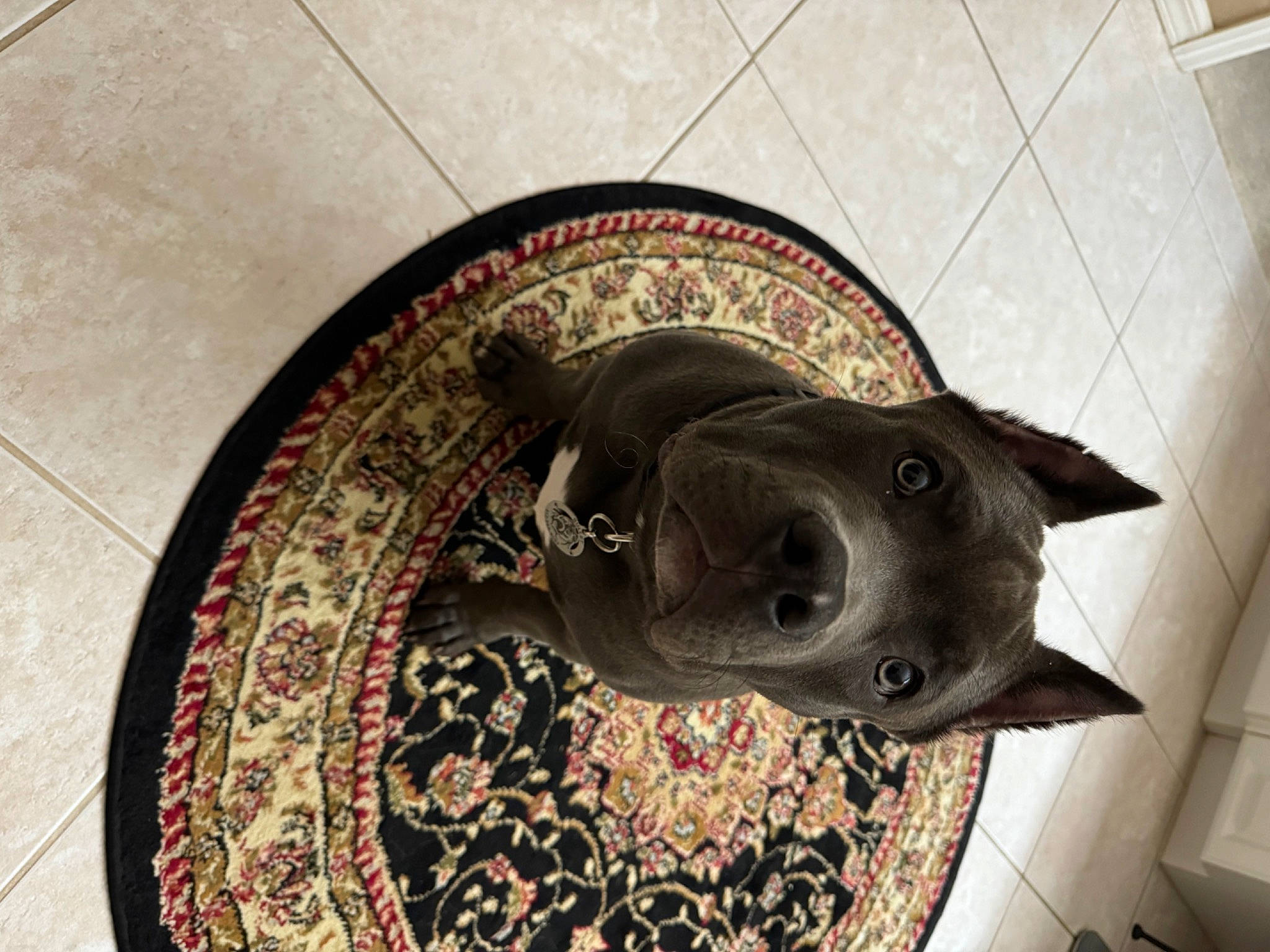 Bullet is registered to the contest to win money with this photo: art, carnivore, cartilaginous_fish, circle, fashion_accessory, fawn, felidae, fin, fish, flooring, lamnidae, metal, personal_protective_equipment, sculpture, snout, whiskers, wood, working_animal