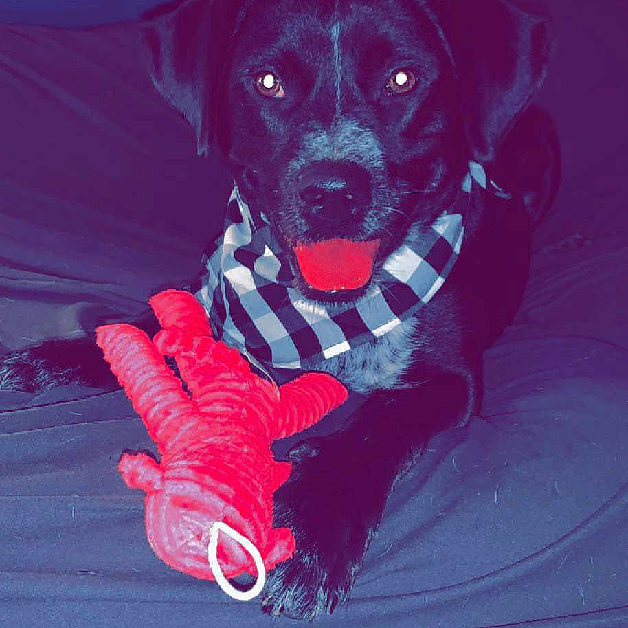 Buford is registered to the contest to win money with this photo: art, borador, canidae, carmine, carnivore, collar, companion_dog, dog, dog_breed, dog_collar, dog_supply, electric_blue, guard_dog, leash, magenta, personal_protective_equipment, pet_supply, snout, sporting_group, working_animal