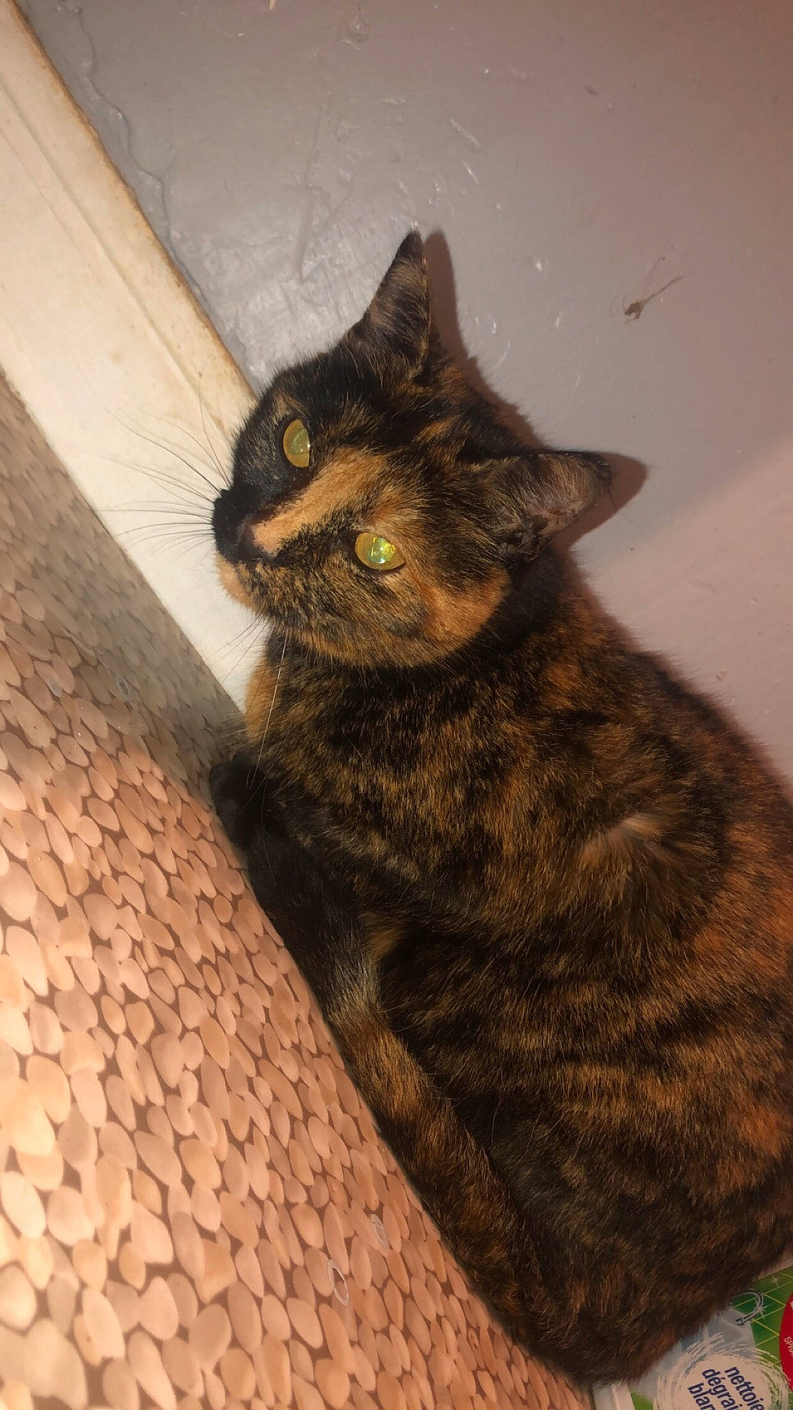 Caresse a rejoint le concours — aidez-le/la à gagner de superbes lots ! black_cat, carnivore, cat, cobblestone, fawn, felidae, fur, small_to_medium_sized_cats, tail, terrestrial_animal, tile, vertebrate, whiskers