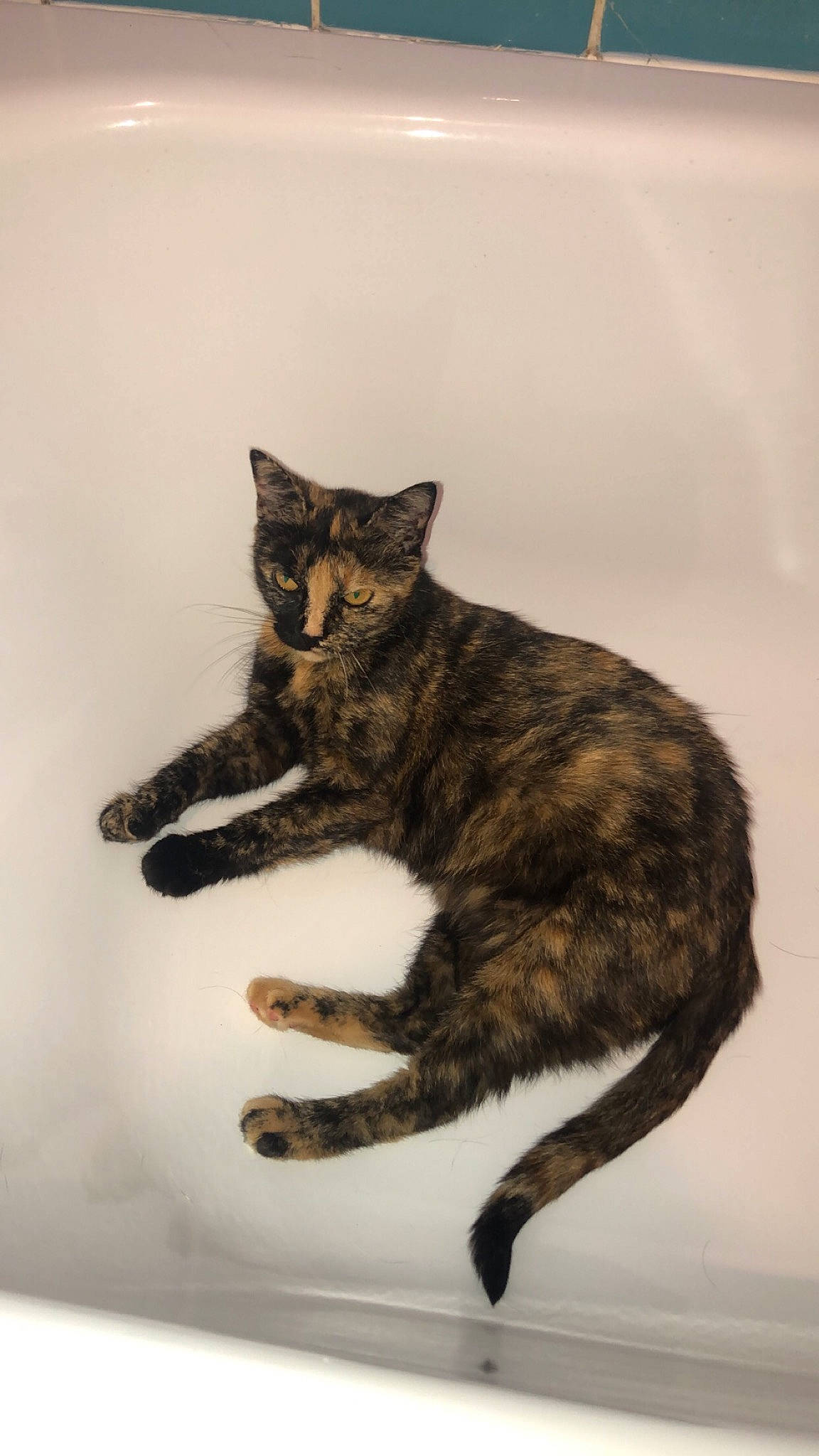 Caresse a rejoint le concours — aidez-le/la à gagner de superbes lots ! carnivore, cat, claw, domestic_short_haired_cat, felidae, foot, fur, liver, organism, small_to_medium_sized_cats, snout, tail, terrestrial_animal, vertebrate, whiskers