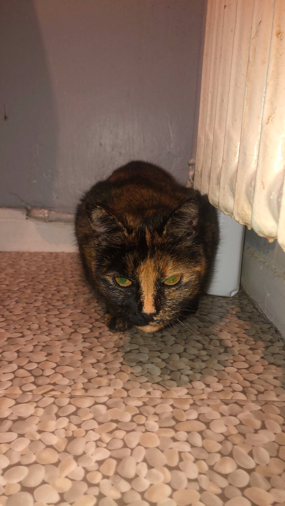 Caresse a rejoint le concours — aidez-le/la à gagner de superbes lots ! carnivore, cat, cobblestone, domestic_short_haired_cat, felidae, floor, flooring, fur, pebble, small_to_medium_sized_cats, snout, tail, tile, tile_flooring, whiskers