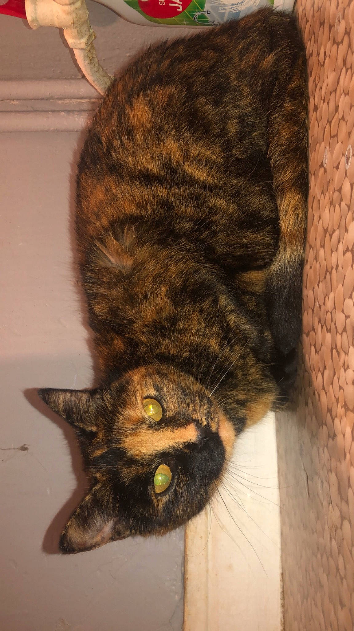 Caresse participe au concours pour gagner de l'argent avec cette photo : carnivore, cat, domestic_short_haired_cat, fawn, felidae, fur, small_to_medium_sized_cats, snout, tail, vertebrate, whiskers