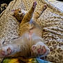 Fiddle Bug is registered to the contest to win money with this photo: animal, blanket, cat, cozy, curious, cute, feline, fur, indoor, leopard_print, lying_down, orange_cat, paws, pet, pink_paws, relaxed, resting, soft_texture, stretching, white_fur