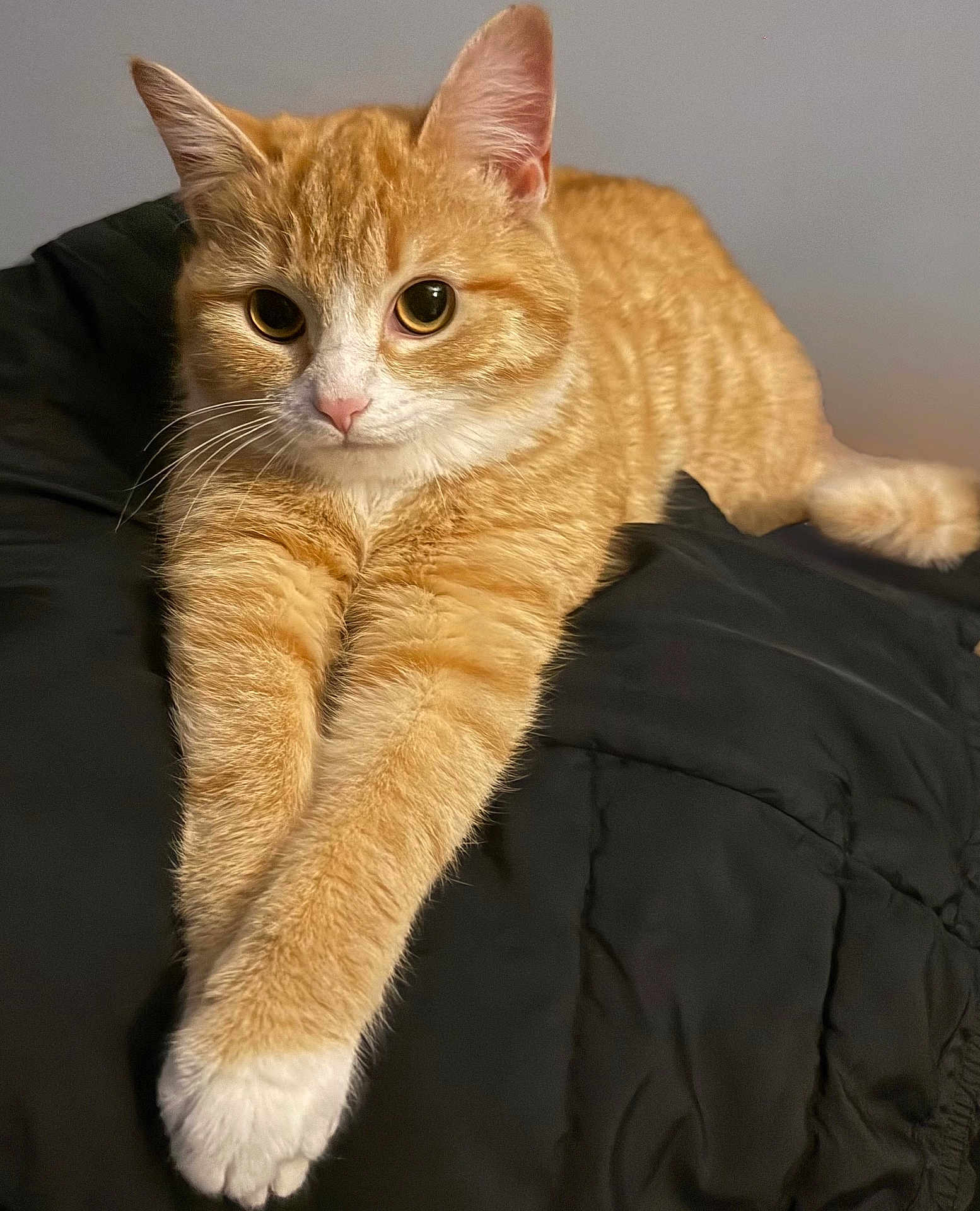 Fiddle Bug is registered to the contest to win money with this photo: animal, bed, blanket, cat, closeup, curious, cute, domestic_cat, feline, fur, indoor, orange_tabby, paws, pet, portrait, relaxed, sleepy, stretching, tabby, whiskers