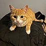 Fiddle Bug is registered to the contest to win money with this photo: animal, black_jacket, cat, close_up, curious, cute, domestic_cat, feline, fur, indoor, indoor_lighting, looking_at_camera, orange_tabby, pet, portrait, quilted_jacket, resting, whiskers, white_paws, wide_eyes