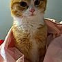 animal, blanket, cat, closeup, curious, cute, domestic_animal, feline, fluffy, indoor, mammal, orange_cat, pet, pink_blanket, portrait, sitting, soft, whiskers, white_cat, young_cat