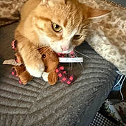 Fiddle Bug joined the competition — help win amazing prizes! animal, bear_toy, blanket, cat, close_up, cozy, cute, fabric, fur, home, indoor, orange_cat, paws, pet, playful, resting, stuffed_toy, texture, toy, whiskers